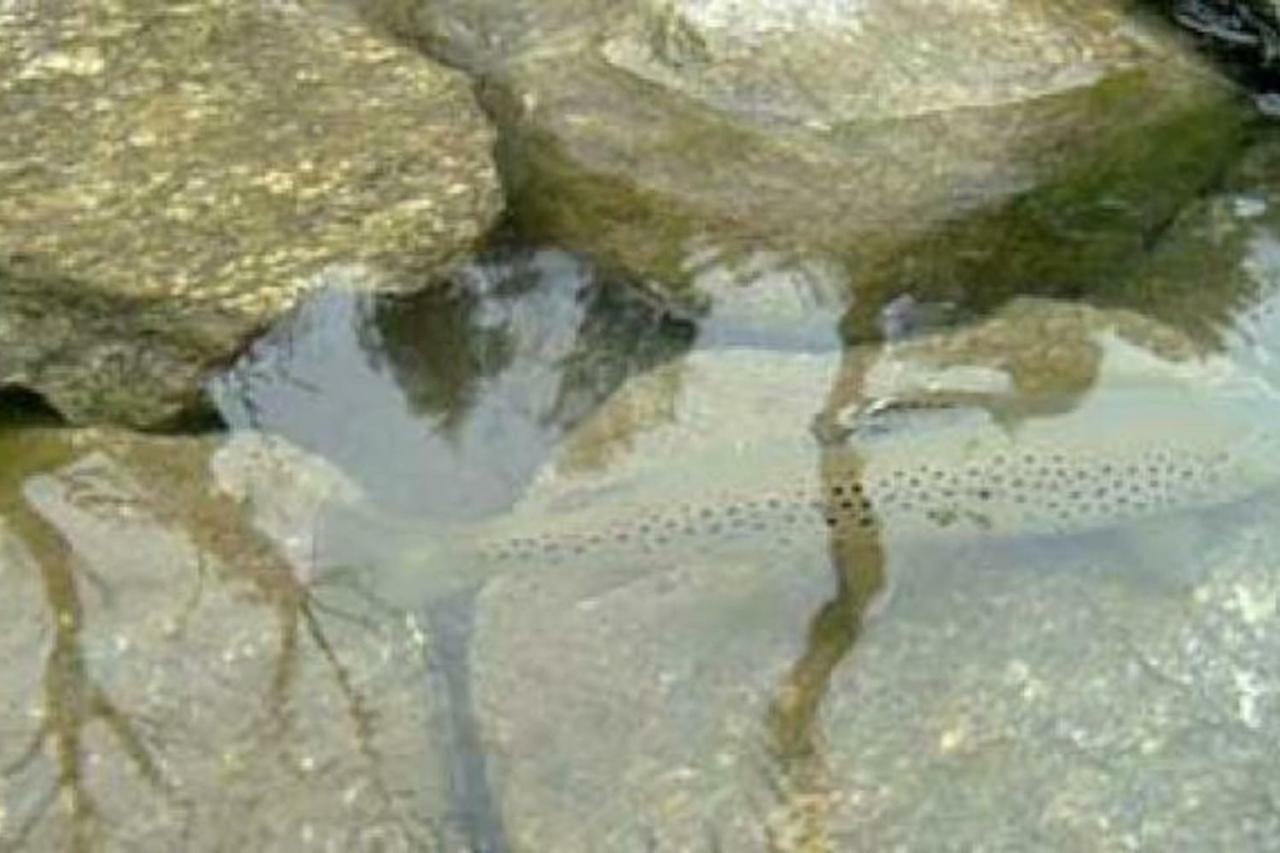 Locana Bilocale A Due Passi Dal Gran Paradiso מראה חיצוני תמונה